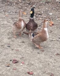 ördək balası və cücə: Dişi, | Kuban, Damazlıq, Pulsuz çatdırılma — 3