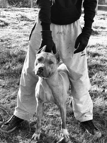 pitbull balası: Pitbul, 1 il, Dişi, Peyvəndli — 1