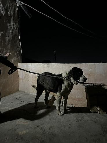 mal qara qusar: 4 il, Erkek, Ünvandan götürmə — 2