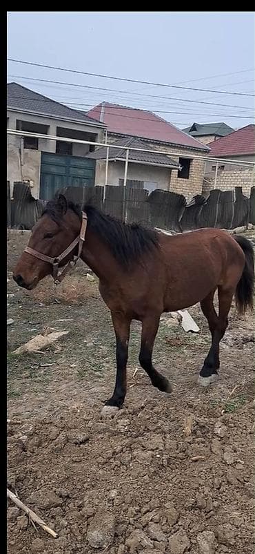 Tecili satılır
Yeherde verilir cavan atdi erekeydi at lalafo.az Tecili satılır
Yeherde verilir cavan atdi erekeydi