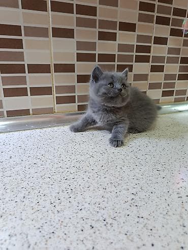 pişikləri: Şotland — 2