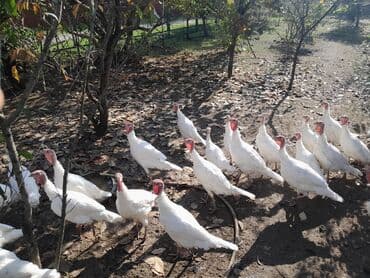 bakıda cucə satışı: Hinduşka - Kilosu 18 manat (Təqribən Erkək 4-4,5 kg, Dişi 2,5-3 kg — 1