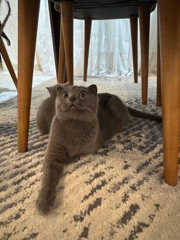 pişikler ucuz: Şotland — 14