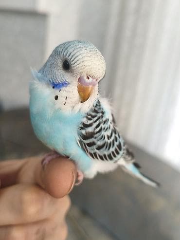 danışan quşlar: 3 ədəd bala quşlar, yeni yuvadan çıxıblar, artıq yem yeyirlər, ələ — 1