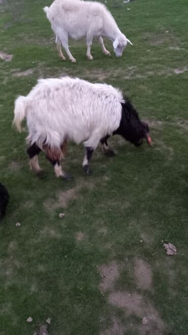 Dişi, il: 1, 27 kq, Ətlik