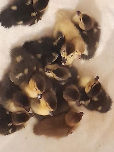 Digər dolablar: Razılaşma yolu ilə Macar zümrüdü qırmızş pküz murvari rəngləri 15 — 3