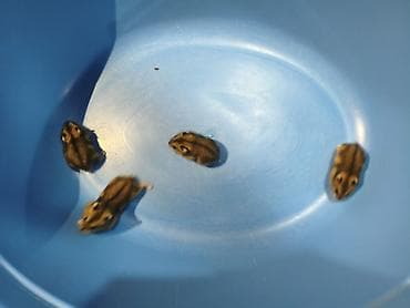 Salam hamster balası satılır 4 ədəd 20 günlük baladilar özləri yem