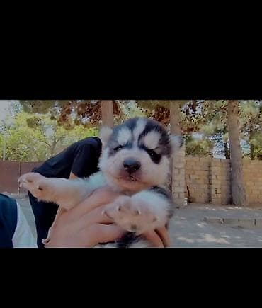 Xaski, 1 ay, Ödənişli çatdırılma lalafo.az -da Xaski, 1 ay, Ödənişli çatdırılma