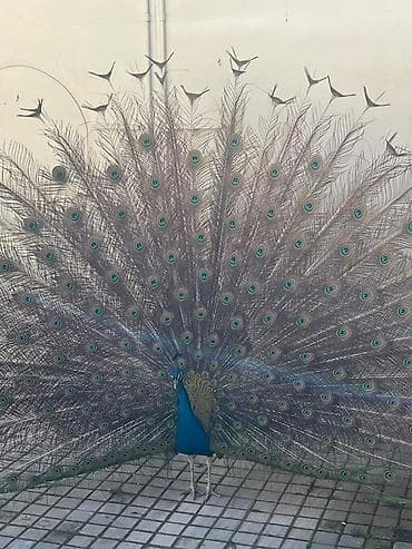 jako tutuquşunun digər adı: Məhsul: Tovus (erkək),(dishiside var 1 eded) Təsvir: - Parlaq — 2