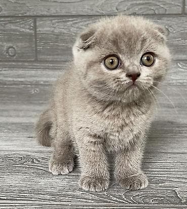 Şotland yastı qulaq