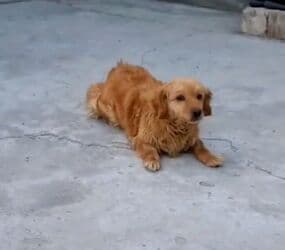 simental inekler azerbaycanda: Ретривер — 2