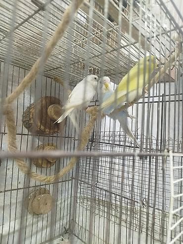 əbabil quşu: Salam satilir isdəyənlər vatsappda yaza bilər qiymət sondur — 2