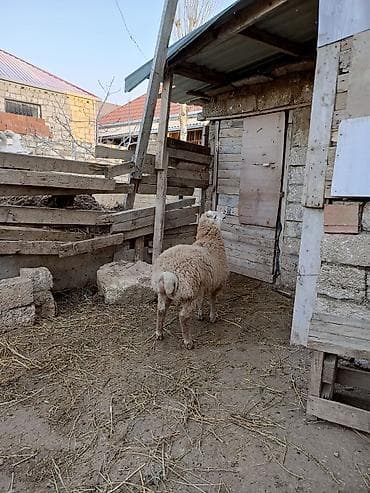 Erkəy quzu qurbanlığa yarayan heyvan ardı lalafo.az -da Erkəy quzu qurbanlığa yarayan heyvan ardı
