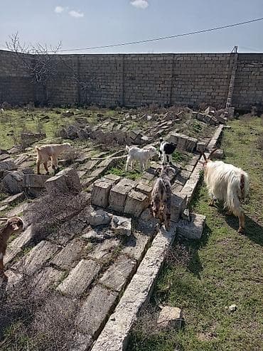 Собаки: Qoyun-keçi sürüsü - Növ: Keçi (qarışıq rəng və cinslər) - Tərkib: Bir — 2