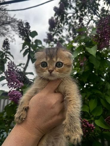 Skottiş Fold/Skottiş Straight balaları - Cins: Scottish Fold (bükük — 4