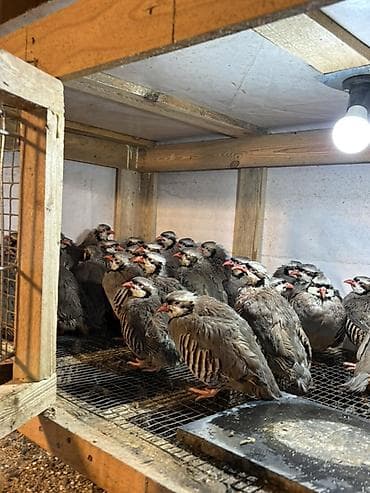 tutulma qus: YAZ ENDİRİMİ 8 aylıq yumurtlar tam sağlam kəkliklər təcili satılır — 3