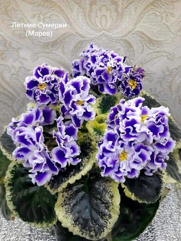 gül şəkilləri profil üçün: 5 — 27