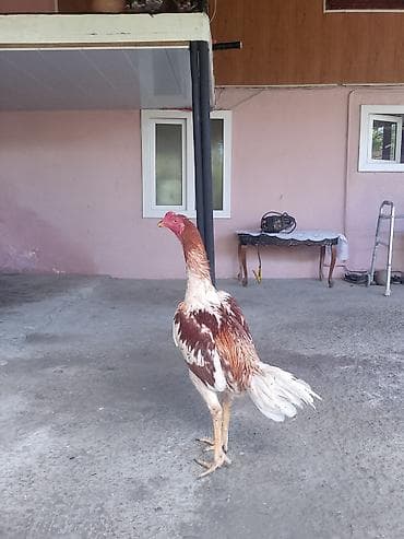 6 aylıqdı 7 gedir isdiysen şexisye yazsın başqa şekilerin de atım qanı — 1