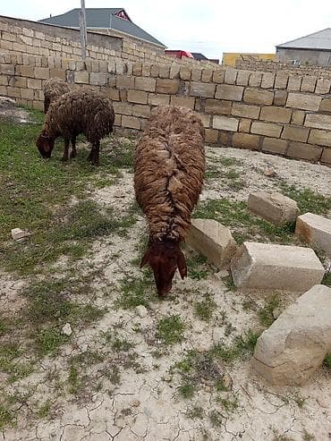 kreditle heyvan satisi: Heyvanlar təcili satılır vatsap AKTİVDİ — 2