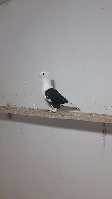 kakadu quşu: Hazir cut yumurta uste hunkariler erkeyi qara mayasi sari cep.cutu — 4