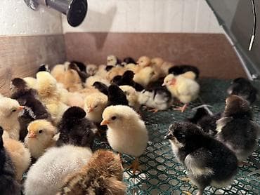 quş adları: 2 günüydülər 

Əldə az qalıb 1 əd 0.65 qəpiy

Ünvan binəqədi — 2