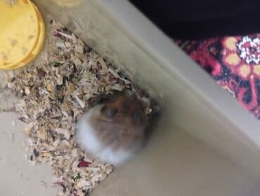 купить хомяка в баку: Hamster (Suriya/long‑haired tipinə bənzər) - Rəng: açıq qəhvəyi–ağ — 5