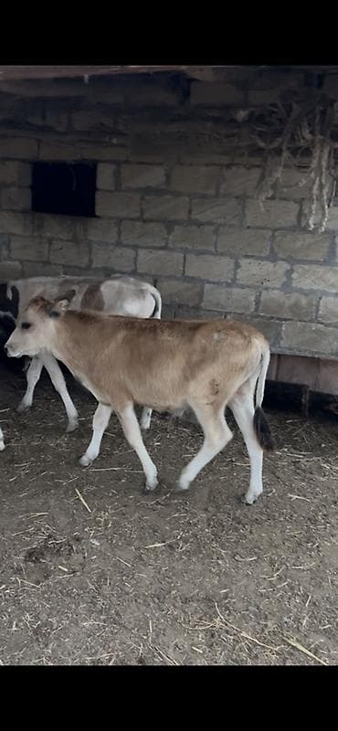 heyvan cütləşməsi: Dana, buzov, Erkək, ay: 6, 110 kq, Ətlik, Ünvandan götürmə, Ödənişli çatdırılma, Rayonlara çatdırılma — 2
