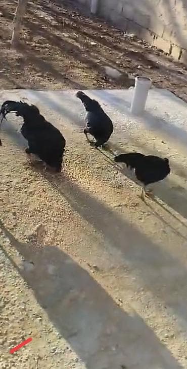 toyuq setkası: Toyuq, Brama, Damazlıq — 2