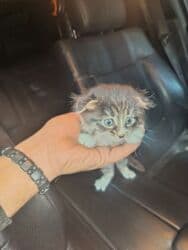 приют для кошек баку: Şotland yastı qulaq, Dişi, Yaxşı əllərə, Ödənişli çatdırılma — 1