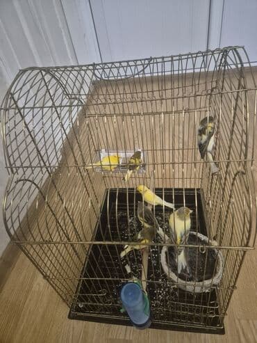 Pişiklər: Hazir cütler — 2