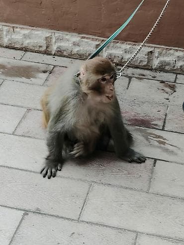 попугай жако купить в баку: Makaka cins meymun.3 yasi var.Mastaqadadi 070 601 48 00 vatsapda var — 3