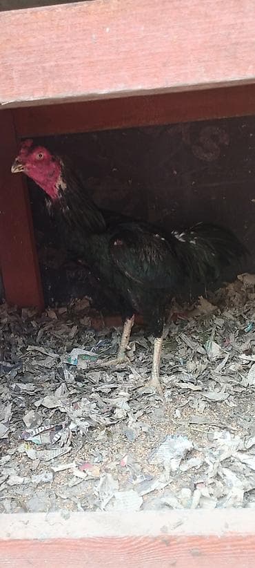 qurban: Cins xoruz – qara-yaşıl parıltılı lələklər, uzun quyruq və güclü bədən — 5