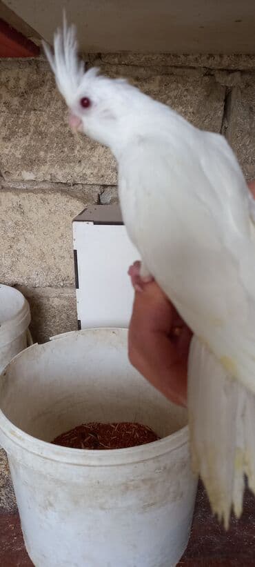 sağlam həyat sağlamlıq mərkəzi: Salam ilk ozce yazini hamisini oxuyun sonra elaqe saxliyin hardasa bir — 3