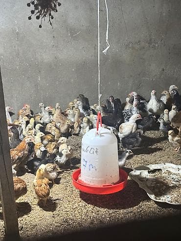 dişi pitbul: Toyuq cücələri, Damazlıq, Ünvandan götürmə, Ödənişli çatdırılma — 3