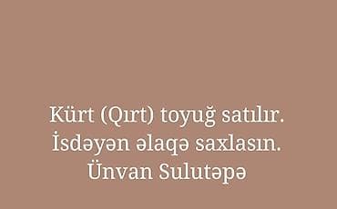 tap.az heyvanlar qusar: Toyuq, Damazlıq — 1