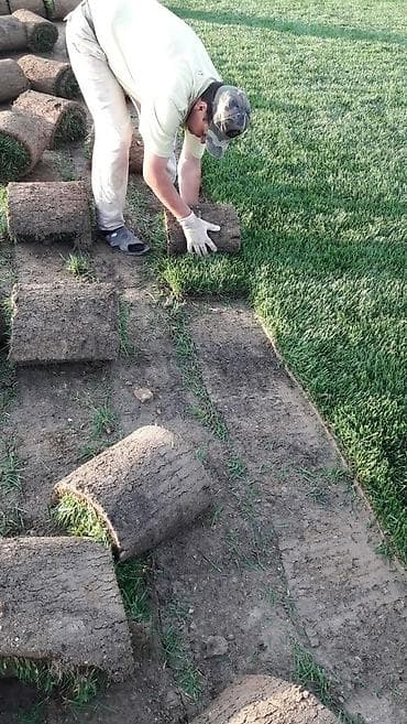 tülpan soğanı satışı: Qazon satılır sıx ve alaqsiz qazonlar olur eni yarpaq danimarka toxumu — 5