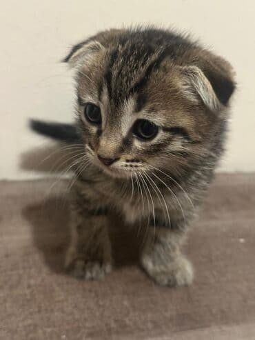 Gəmiricilər: Şotland yastı qulaq — 2