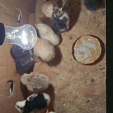 samsung c3 ekran: Samsung B200, 2 GB, rəng - Ağ, Barmaq izi — 2