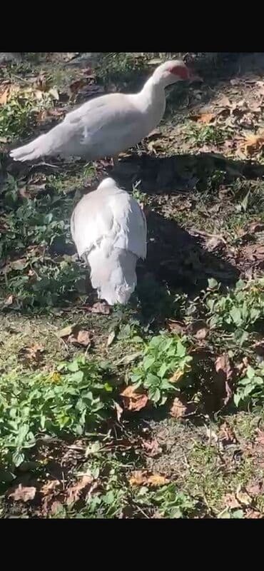 сколько стоит щенок чау чау: Məhsul: Muskoviy ördəkləri (indo-ördəklər) Kül rencilər lavandadı — 2