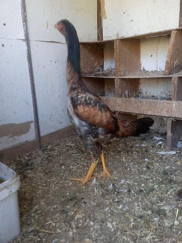 qafqaz coban iti satiram 2018: Fere ile bece satilir 5 ayliqdilar ikisi bir yerde 150 azn temiz cins — 4