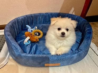 alman iti satilir: Salam, pomerian şpitz 5 aylıqdır. oynagan,şirin — 3