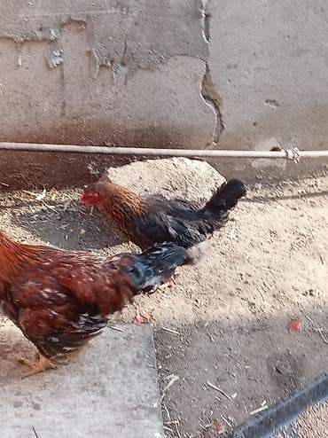 hinduska balasi satilir: Salam 8 ayliq xoruzdu tam sağlamdi öz he yetimin heyvandi banliyir — 8