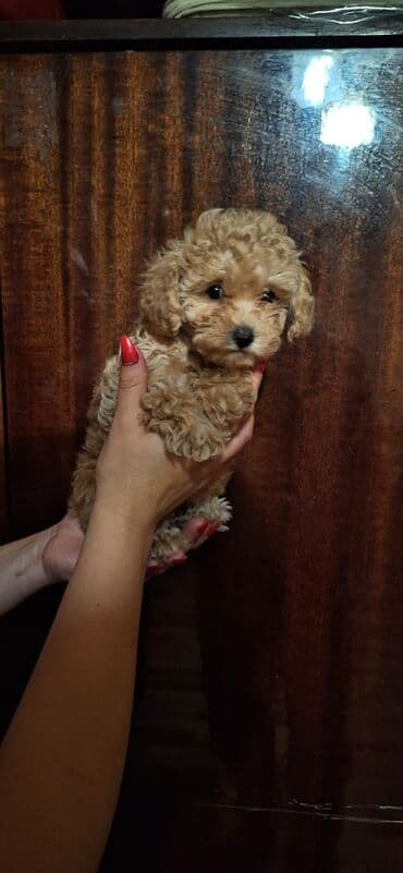 spits it: Pudel — 7