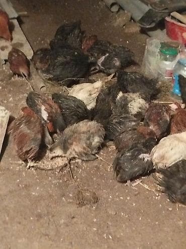 qaz qus: Toyuq cücələri, Ətlik — 2