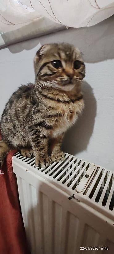 barter heyvanlar: Dişi — 1