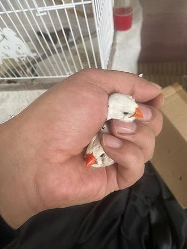 tap az goyercin: Oxuyun sonra yazin 2 eded bengal(yapon)amadini lazimdi 2 diwi Kimde — 1