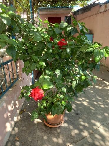 Qırmızı çiçəkləri olan saksı hibiskus (Çin qızılgülü) - Bitki
