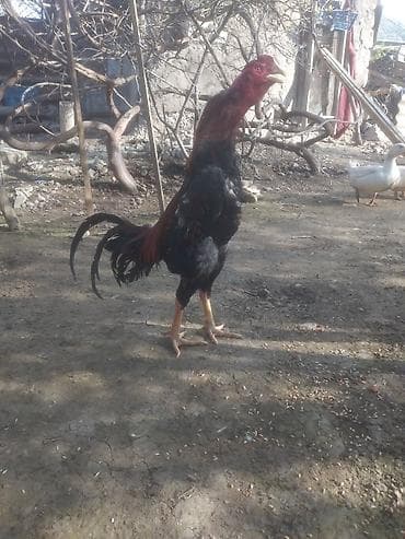 it heyvan: 11 aylık türk cinsi probu var ünvan gəncə çəkisi 2.800.3 arası yaxşı — 2