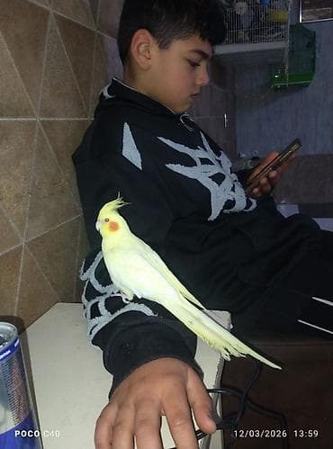 Nimfa (Cockatiel) – sarı rəngli, yanaqlarında parlaq narıncı ləkələri lalafo.az -da Nimfa (Cockatiel) – sarı rəngli, yanaqlarında parlaq narıncı ləkələri