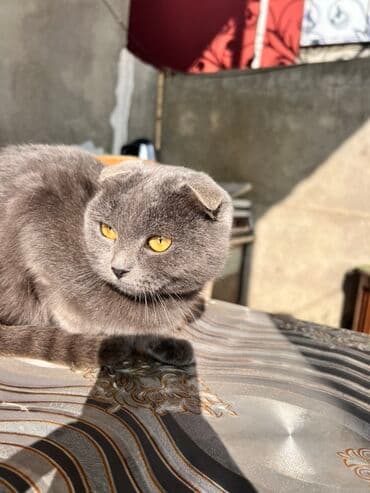 heyvan geyimleri: Şotland, Dişi, Yaxşı əllərə, Ünvandan götürmə — 3
